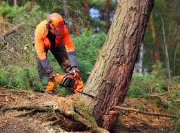 Best Leaf Removal  in Mentone, IN