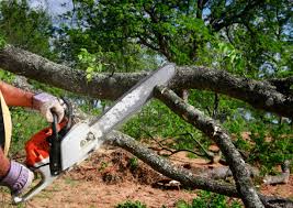 Best Tree Trimming and Pruning  in Mentone, IN