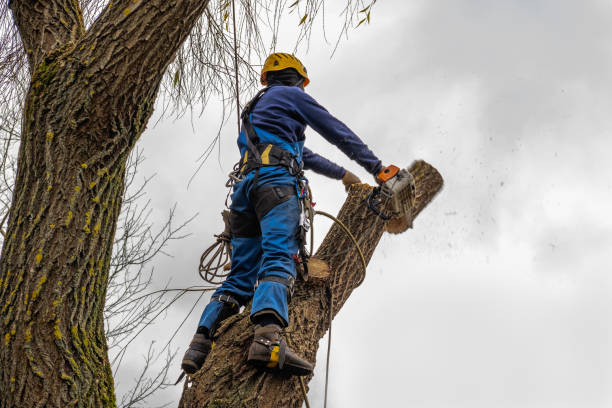 Best Tree Cabling and Bracing  in Mentone, IN