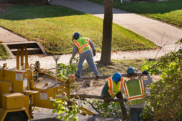 Best Storm Damage Tree Cleanup  in Mentone, IN