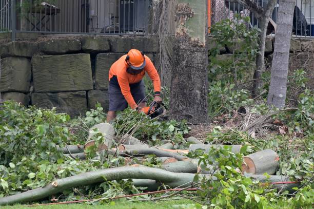 Best Tree Preservation Services  in Mentone, IN